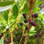 Myrica faya ഫലം