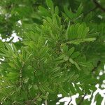 Afzelia pachyloba Hoja