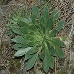 Aeonium simsii Blatt