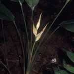 Heliconia lourteigiae Flor