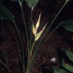 Heliconia lourteigiae Кветка