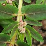 Euphorbia convolvuloides Blatt