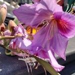 Bauhinia purpurea Flower
