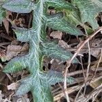 Cirsium discolor Hoja