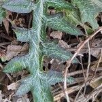 Cirsium discolor List