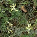 Astragalus hamosus Kukka