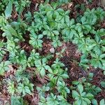 Pachysandra terminalis Характер