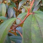 Miconia mirabilis Bark