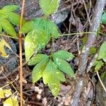 Clematis campaniflora Hoja