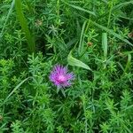 Centaurea jaceaFlower