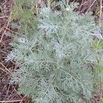 Artemisia austriaca Агульны выгляд