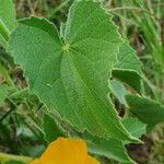 Abutilon mauritianum Φύλλο