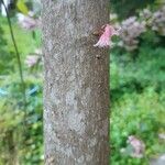 Elaeocarpus reticulatus Corteza