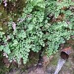 Adiantum capillus-veneris 整株植物