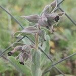 Nonea vesicaria Floare