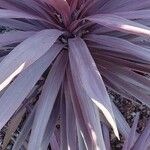 Cordyline australis ഇല