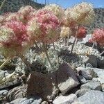 Eriogonum latifolium Квітка