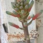 Aloe greatheadii Λουλούδι