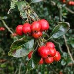 Crataegus × media Gyümölcs