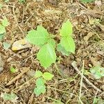 Toxicodendron radicans Blad