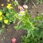 Erigeron strigosus花