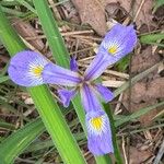 Iris virginica ᱵᱟᱦᱟ