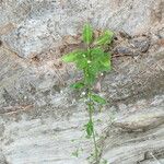 Samolus valerandi Leaf