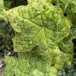 Podophyllum cv. 'Kaleidoscope' Foglia