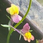 Linaria maroccana 花