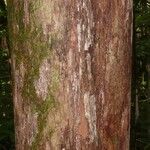 Pouteria flavilatex Bark