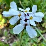 Iberis pectinata Blüte