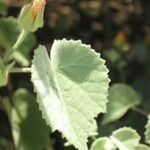 Abutilon palmeri Hoja