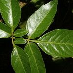 Serjania membranacea Лист