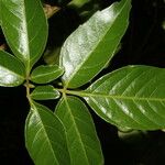 Serjania membranacea Leaf