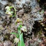 Epipactis helleborineКвітка