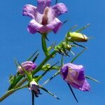 Campanula bertolae 花