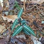 Chimaphila maculata 叶