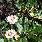 Rhododendron arizelum Leaf