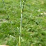 Dianthus deltoides Кора