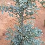 Ruta chalepensis Hoja