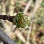 Crataegus azarolus Leaf