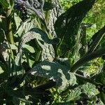 Symphytum caucasicum Folha