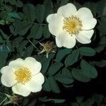 Rosa xanthina 花