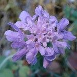 Scabiosa cinerea 花
