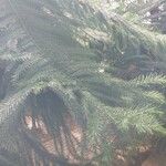 Araucaria nemorosa Hoja