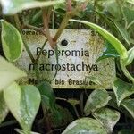 Peperomia macrostachya Altul/Alta