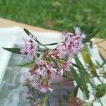 Vernonanthura montevidensis Flower
