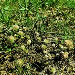 Trifolium arvense Fruit