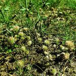 Trifolium arvense Mbuma