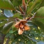 Fagus sylvaticaΦρούτο